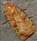 2133 (73.358) Six-striped Rustic